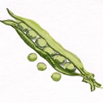 peapod